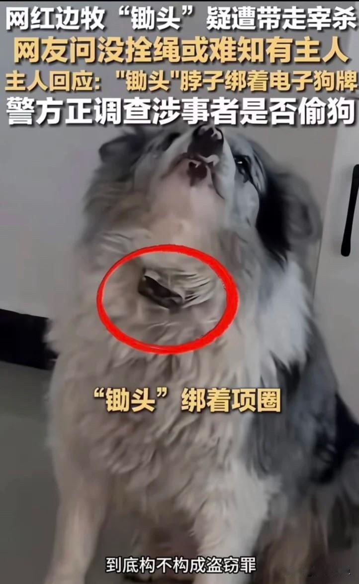 盗窃行为可以说是板上钉钉！瘦猴向警方提交了新证据：锄头被偷时，脖子上戴着电子项圈