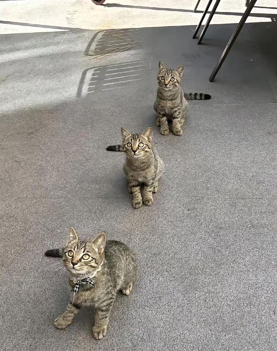 这真是一家不折不扣的神仙公司！老板非常喜欢猫咪，所以公司里养了三只狸花猫，它们就