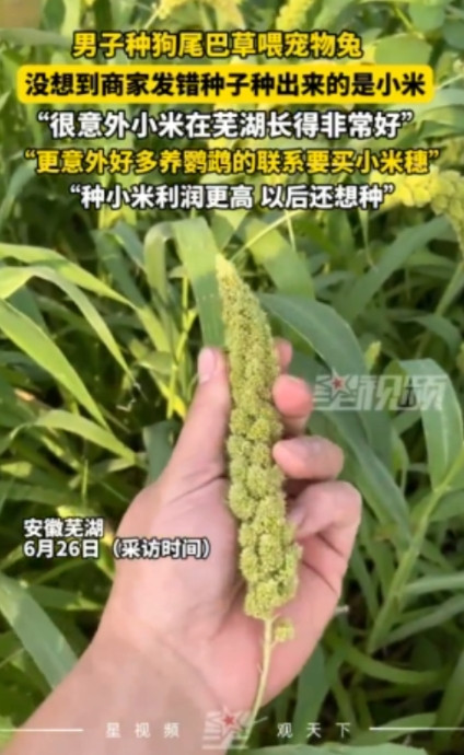 “赚翻了！”安徽，一男子买了“狗尾巴草”种子，结果种出来的却是满满的小米穗！没想