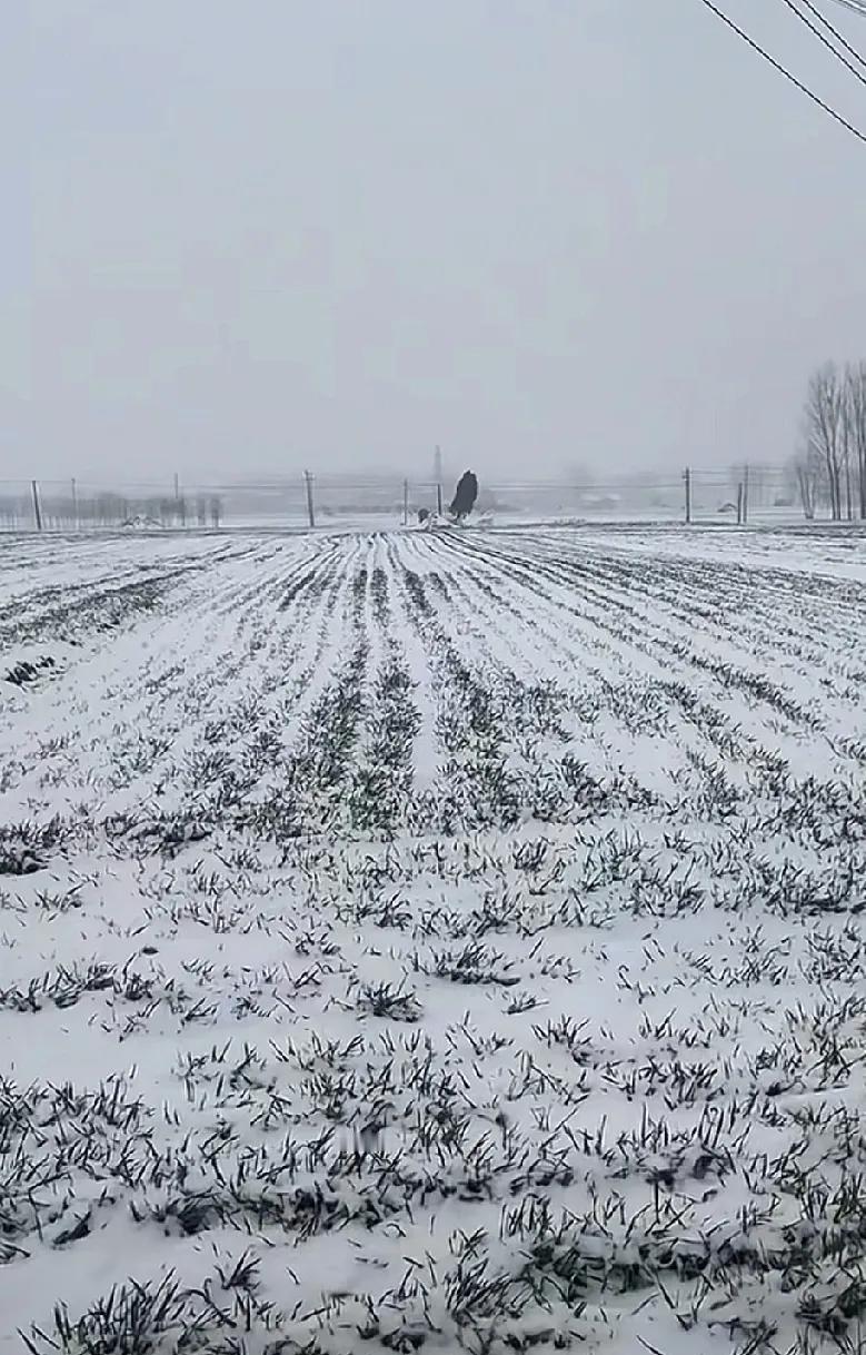 全山东都下雪了！今年的倒春寒席卷了整个山东，就是不知道这场大雪对庄稼有没有