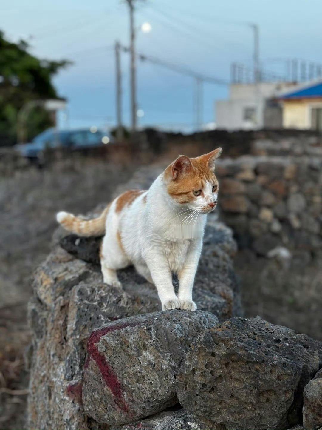 这个猫好丑申请换成我家茶姐