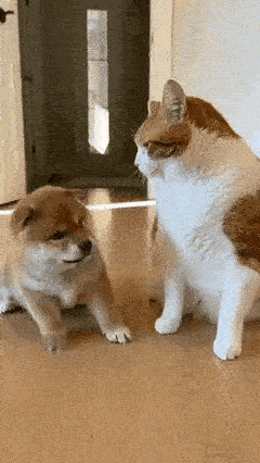 笑不活了！这猫咪也太会“看人下菜碟”了吧～前一秒还对着小狗耀武扬威，挥着爪子