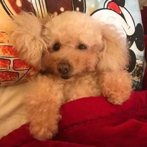 这只狗子名叫Pucky，因为连续3天拉肚子，被主人带去检查身体。当医生用听诊器检