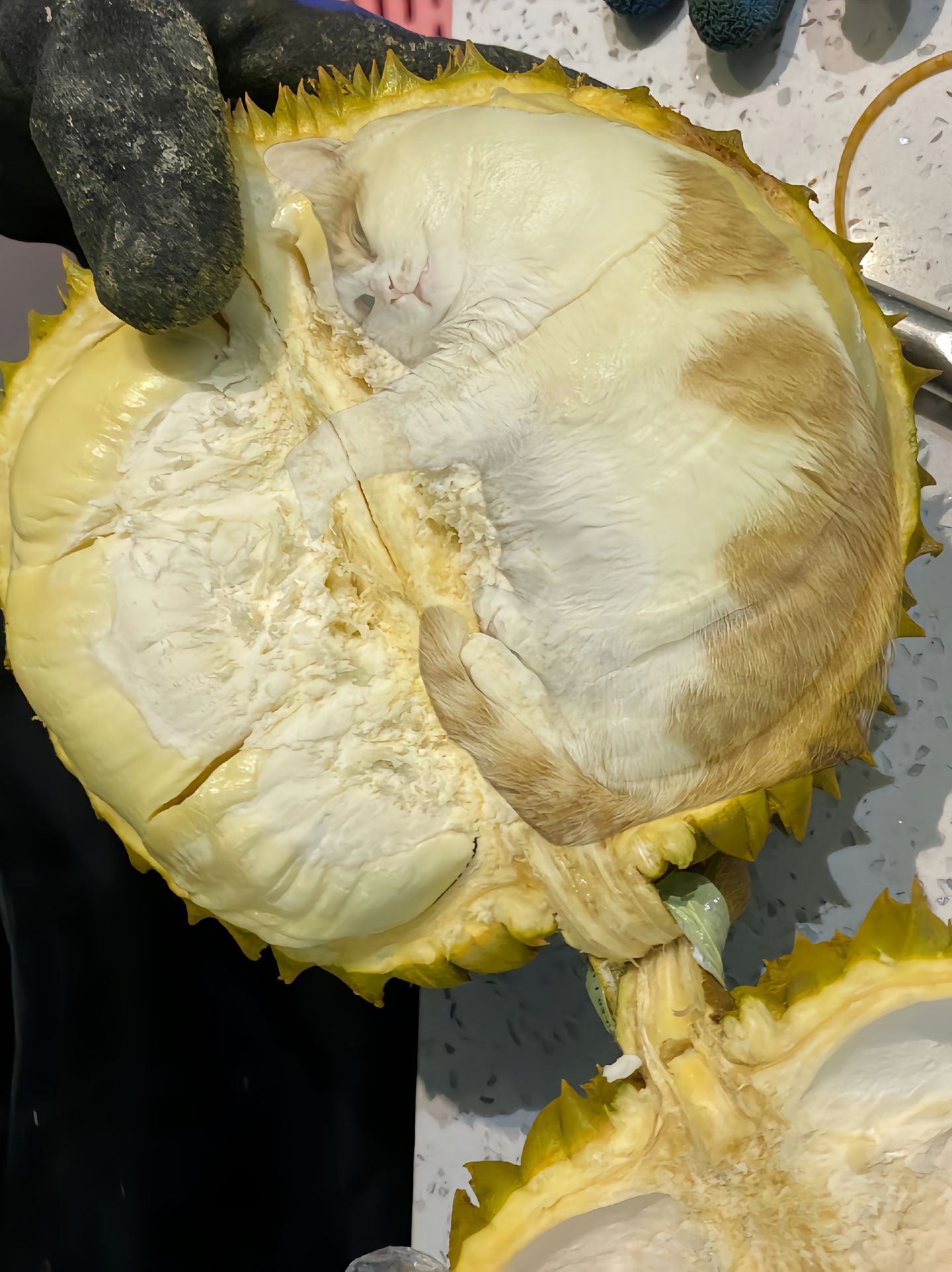 正宗猫山王榴莲[doge]​​​