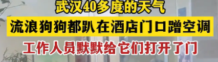 最近各地持续高温，武汉也四十多度的高温，一群流浪狗热的难以忍受，居然组团挤在一家