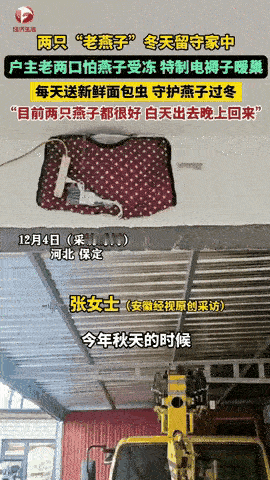 万物皆有灵最近河北保定有户老两口屋檐下闹出个奇事。往年这时候，屋檐下那窝燕子早