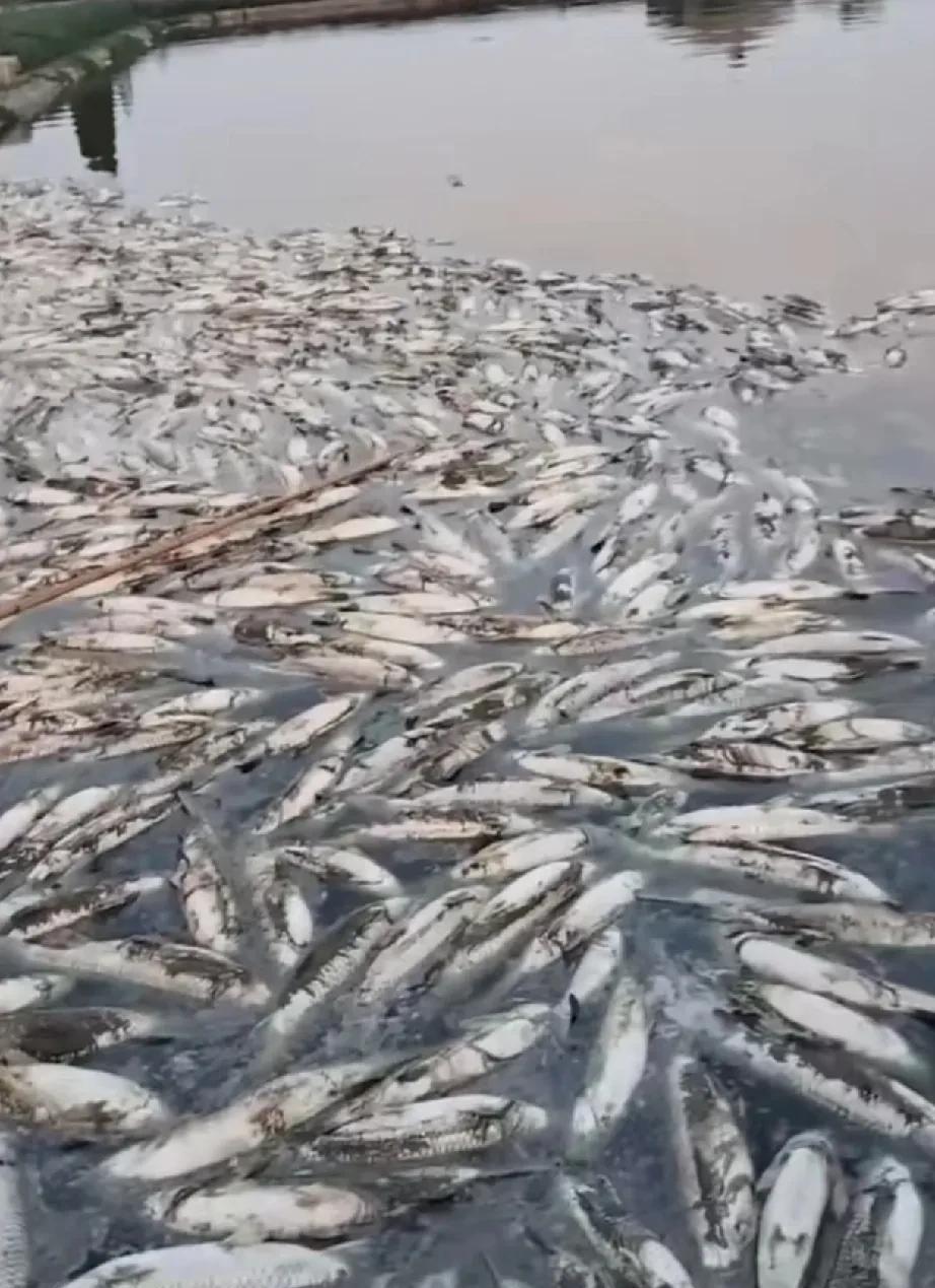 表哥银行贷款8万搞水产养殖，头回遇上高温天气，赔得只剩下裤衩！周末回农村，天气