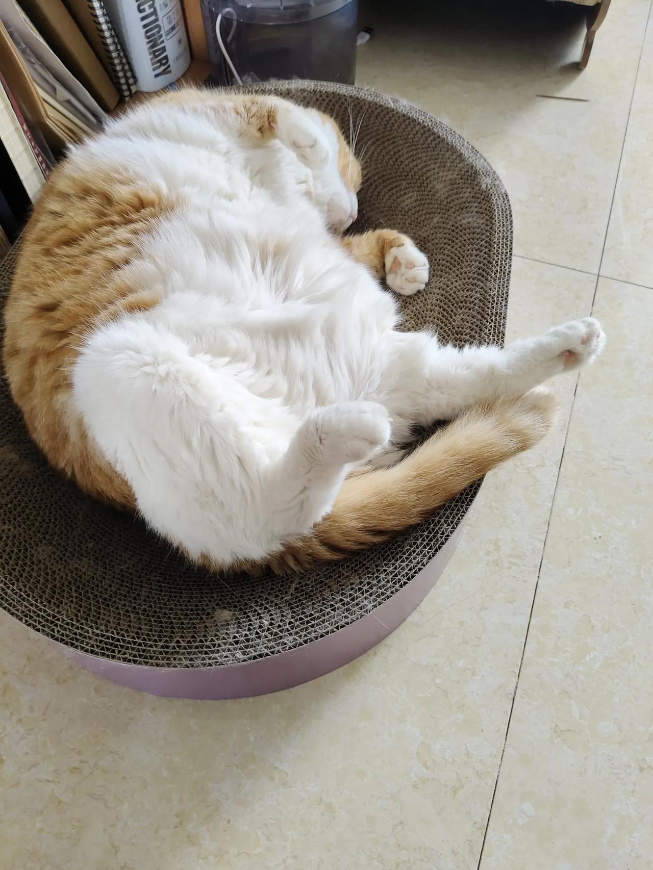 回家，看到大猫，立刻钻到肚皮底下，不哭不闹了。现在，她就是家里的霸王。流浪猫渴