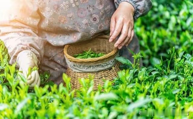 会有怎样的聊天信号当一个人对你有好感时，言语间往往会透露出特殊信号...
