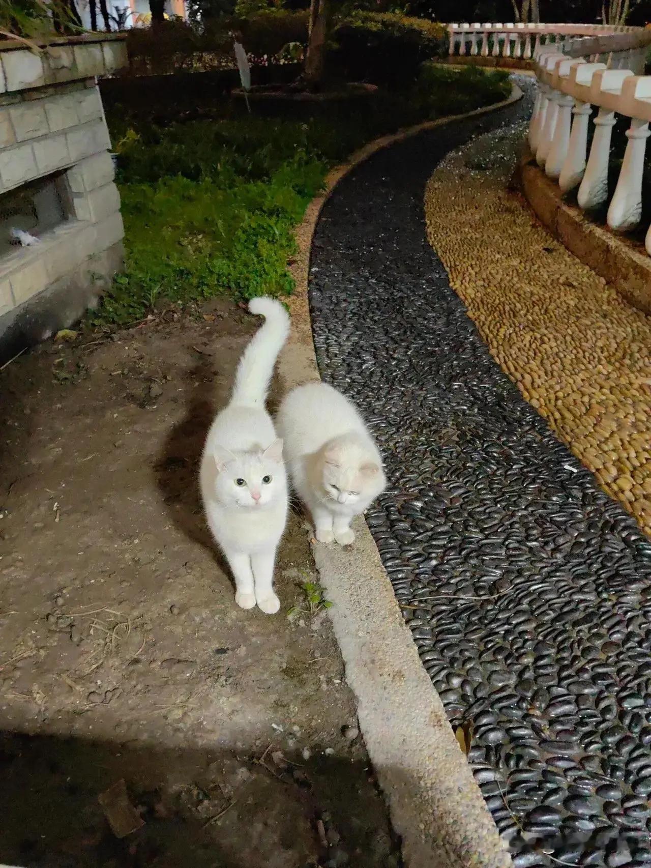 谁信！！见过最漂亮的流浪猫猫们两只都白白的，超可爱！