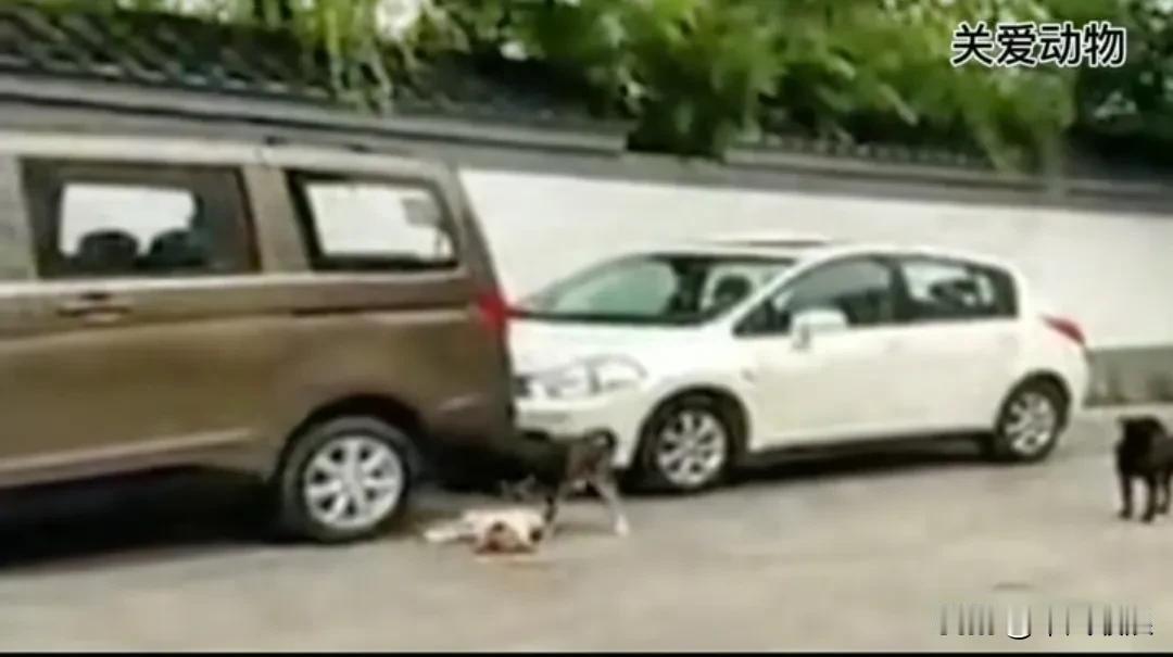 小白和小黑是一对流浪狗情侣，没料到小白被车撞死了，小黑这个情郎拼命摇晃着它，期望