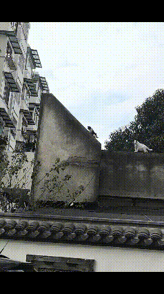 猫妈现场教学，小奶猫秒会爬墙！网友：这届猫妈太会带娃了小奶猫想跟着妈妈和同