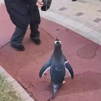 11月7日，黑龙江哈尔滨市道里区保利城5期小区发生一起引人关注的事件：一名女子在