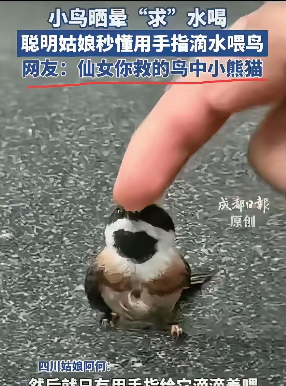 “万物皆有灵！”四川成都，女生回办公室的路上，突然看到一只小鸟，热得快晕倒了。女