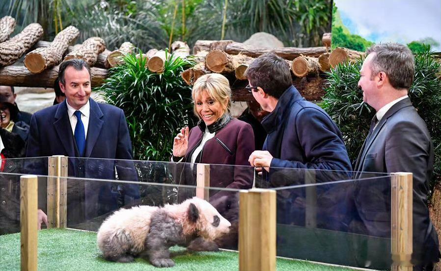 马夫人布丽吉特到成都探望两年前在法国出生的熊猫。