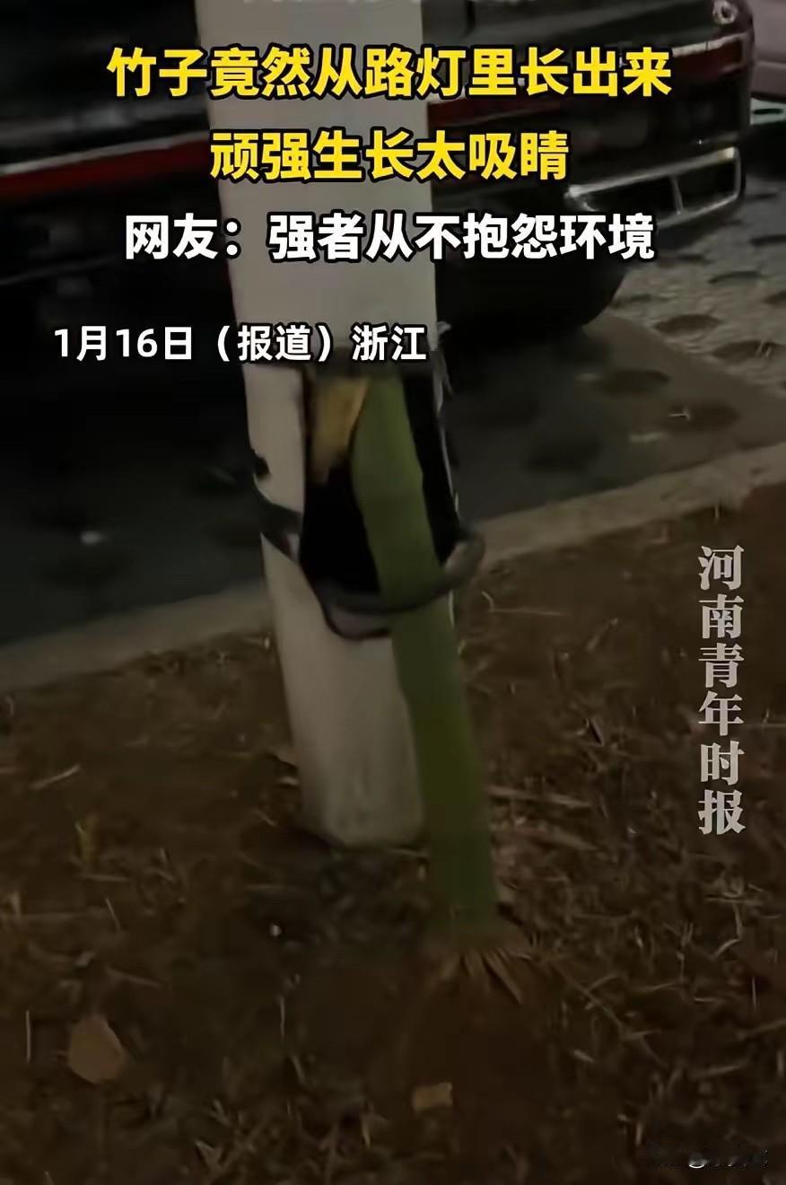 “解释不清了！”浙江，男子出门遛娃，发现路边一路灯杆顶端飘着一簇绿叶，本以为是放