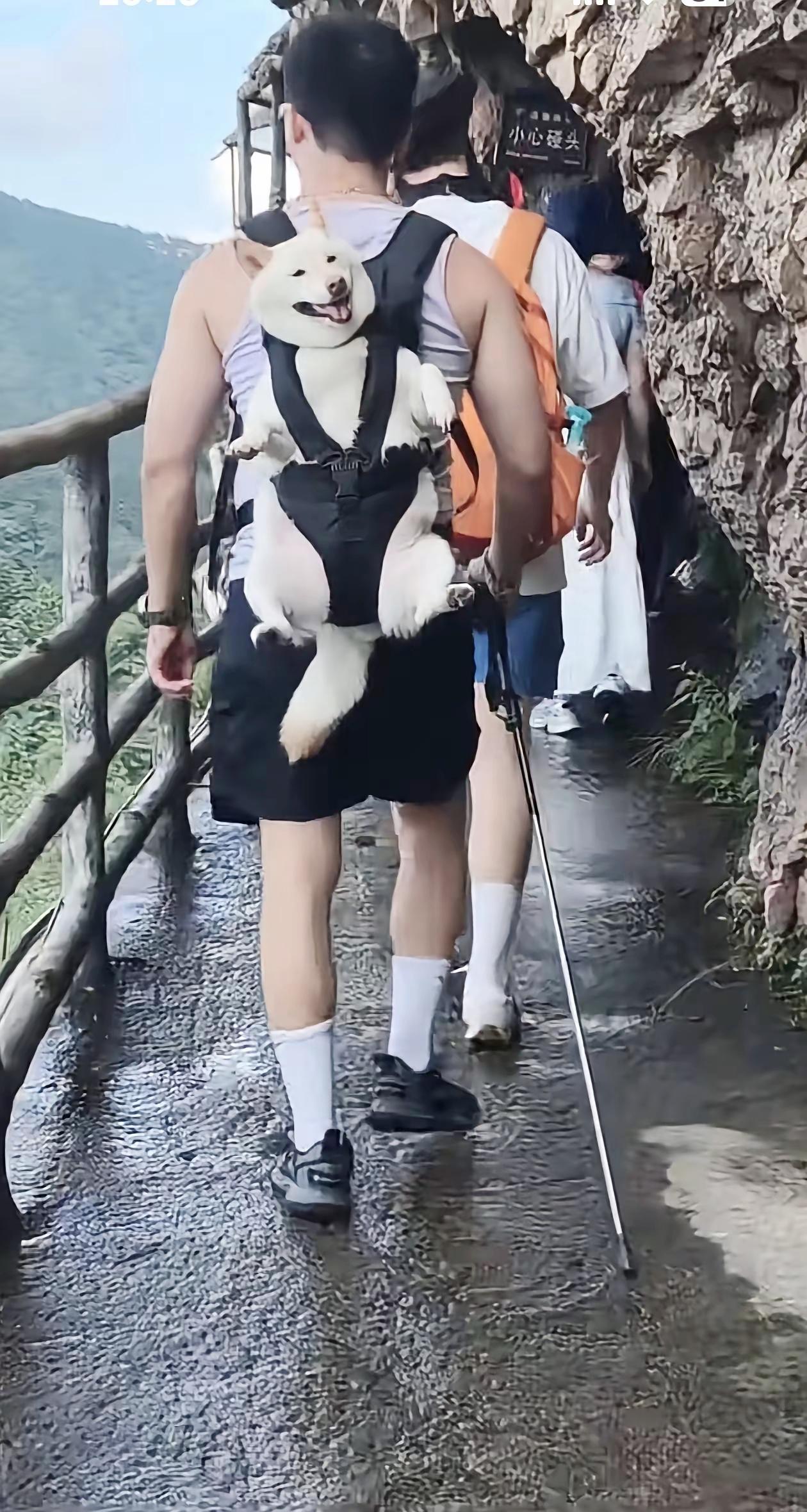 都说人累成狗，这下好了，狗不用走路，人负责负重前行搞笑萌宠徒步旅行