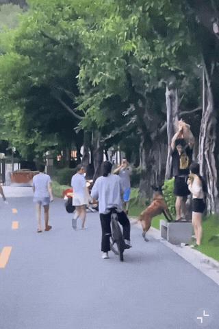 这是谁的狗，也不来管管！近日广东佛山，一男子出门去遛狗，不料遇到了一只没有拴绳的