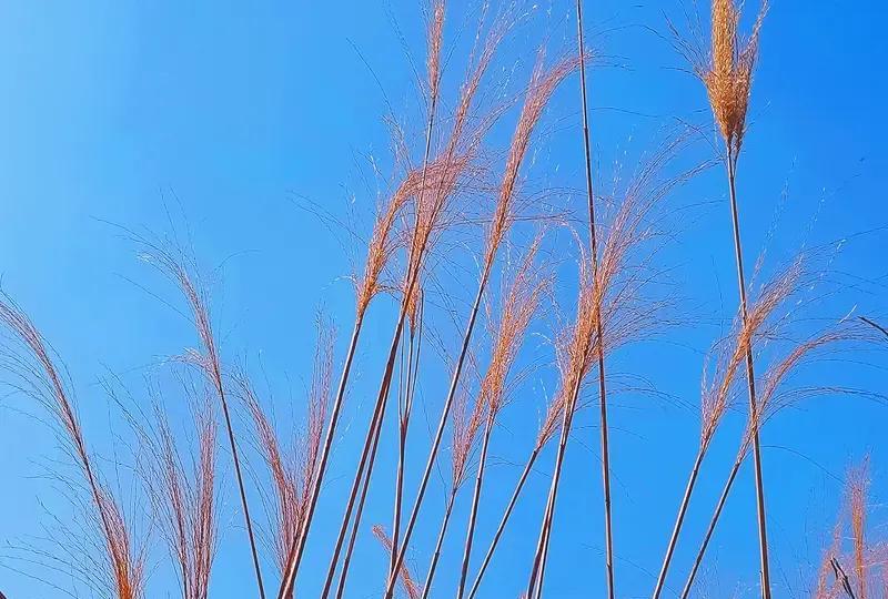 人的命天注定胡思乱想不顶用埋怨谩骂也没用别怨天别怨地生辰八字几两命出生