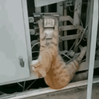 这是什么动物？是被电住了吗？还是被什么缠住了？