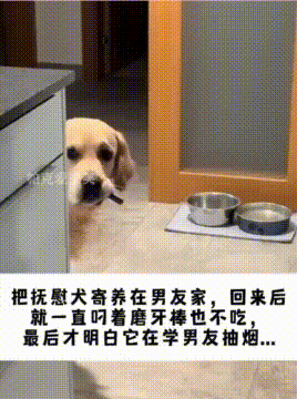 狗狗被寄养在男友家，回来叼着磨牙棒不吃，原来是在模仿！