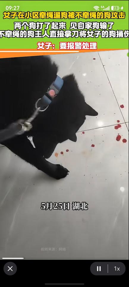 近日湖北女子在小区牵绳遛狗被不牵绳的狗攻击俩只狗打了起来，见自己家狗输了，不牵