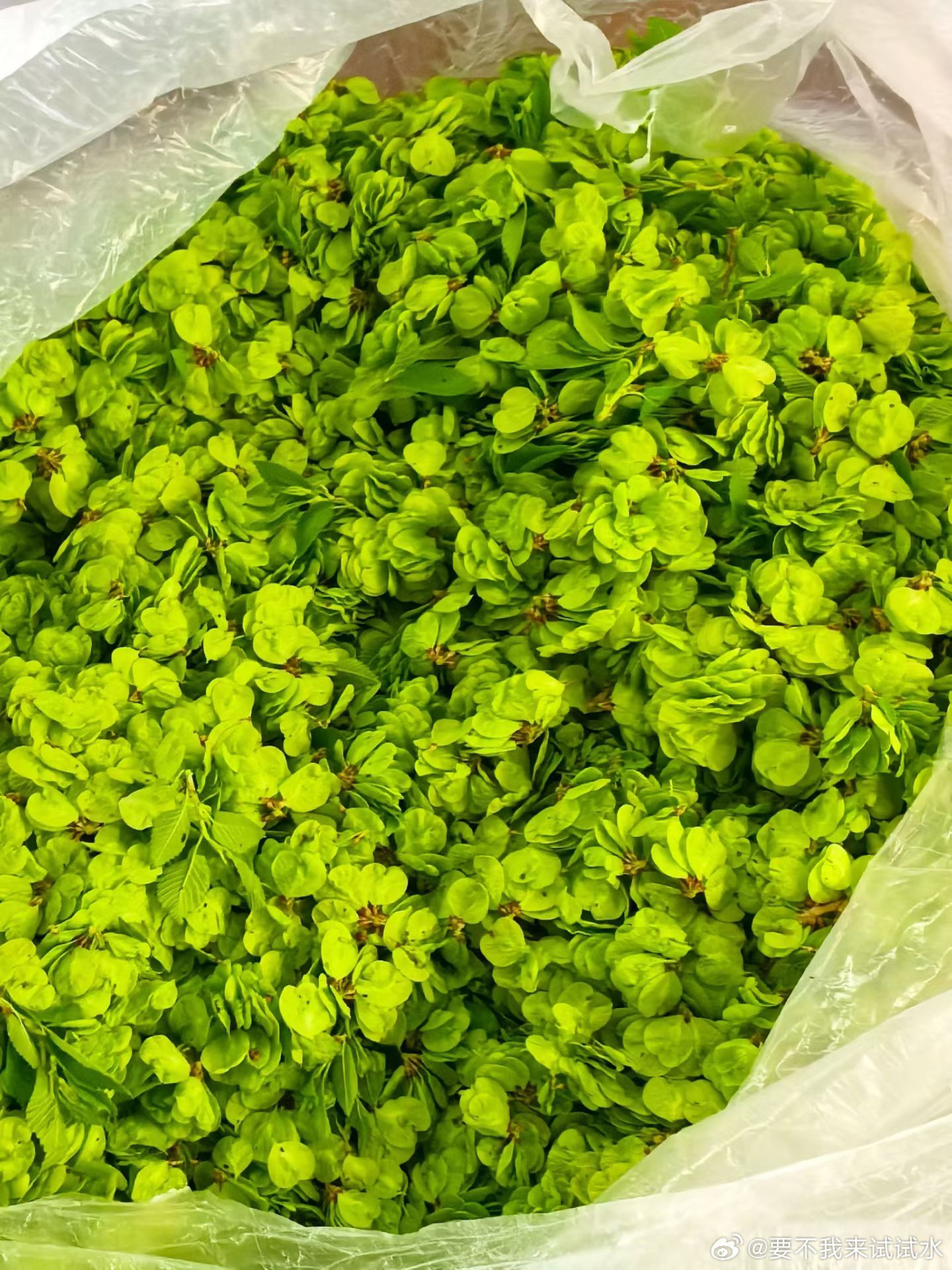 蒸煮时间对颜色的影响挺大