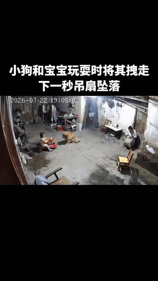 万物皆有灵！广东河源，一只正和宝宝玩耍的金毛突然发力，叼起绳子拉着扭扭车跑向别处