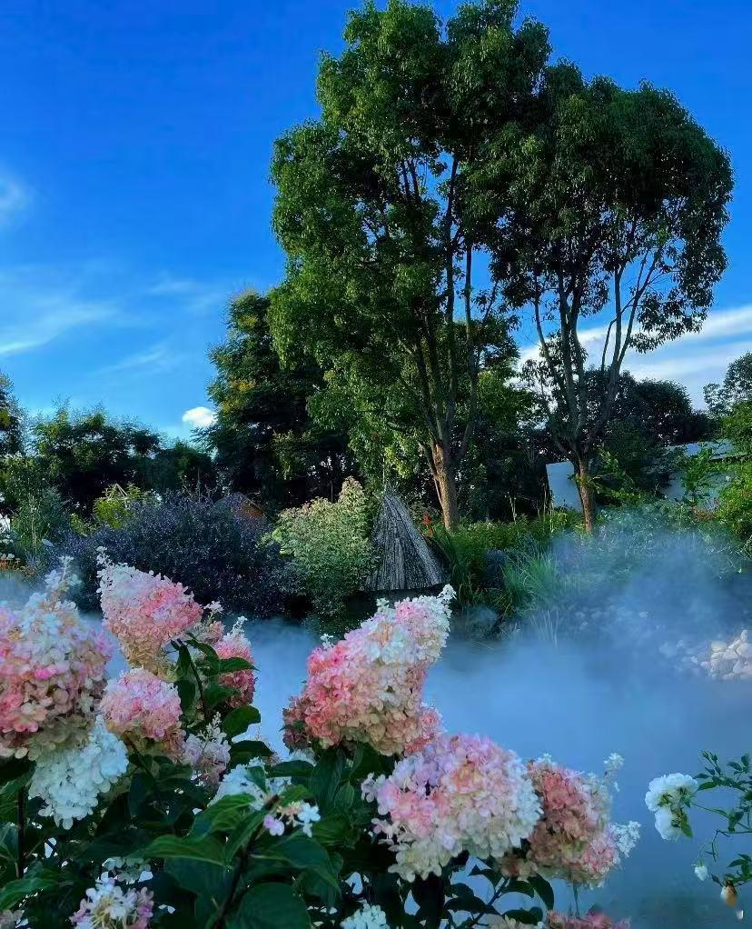 莫奈花园今日在昆明盛放了浪漫满溢滇池畔！海洪莫奈花园重现印象派的绚丽。茶花区内