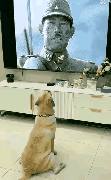 狗看懂了，我没看懂，反复看了好几遍才明白狗叼的是水果刀！