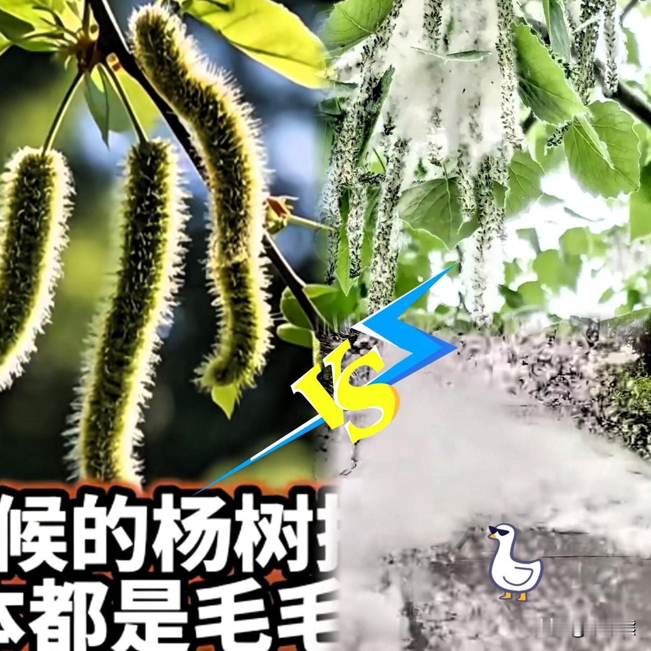 以前杨树为啥没杨絮现在却到处乱飞？最近这北京和河北的街头，简直没法待了。