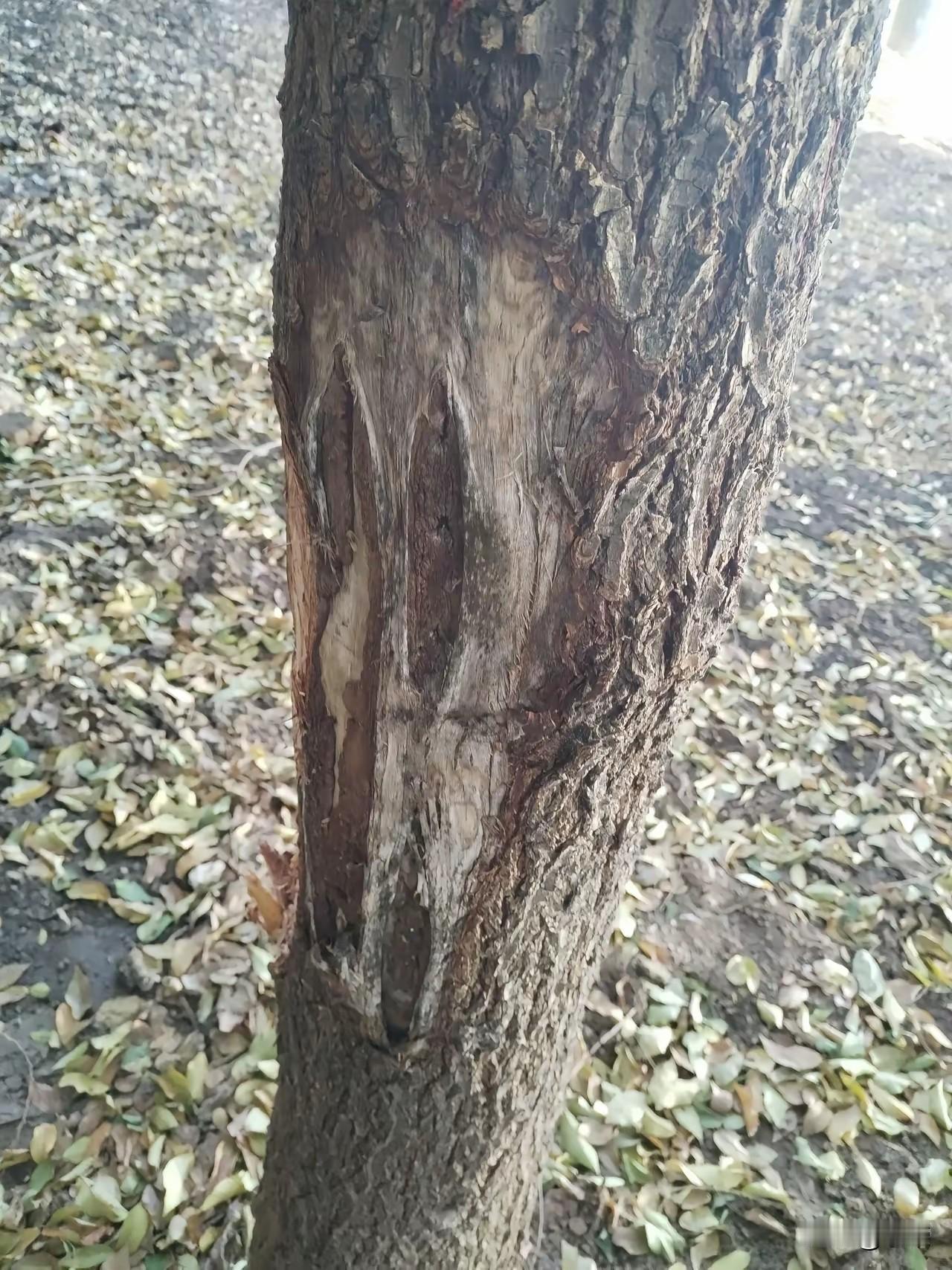 人活脸，树活皮。这个浅显易懂的道理，就被洛阳的洛浦公园附近，一些嘴馋了的人毁的一