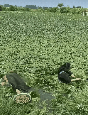 我是北方人，这个大姐摘的是什么呀？