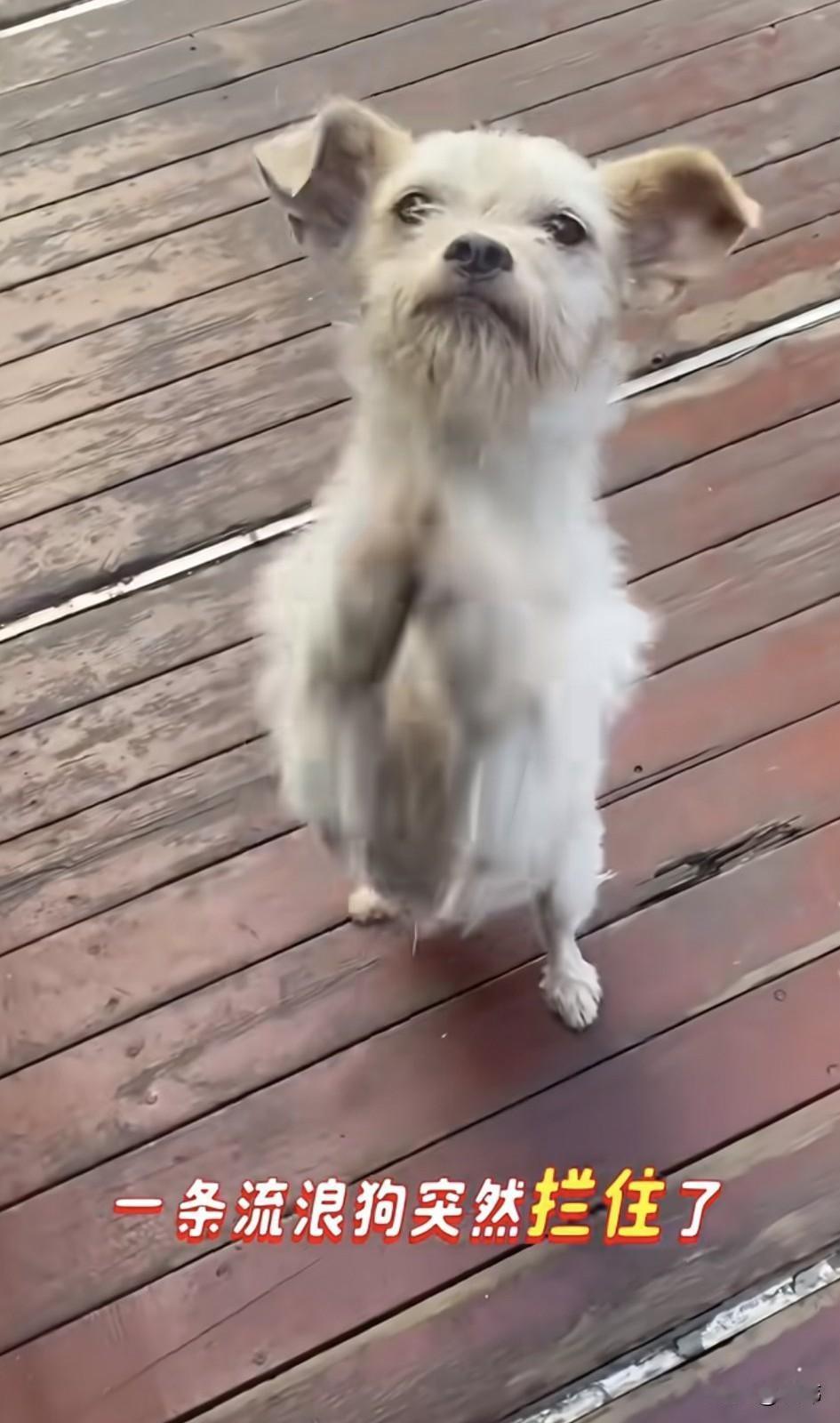 太可怜了！这天一位小哥哥去散步，当他走到一条小路上的时候，看到一只小奶狗了跑了过