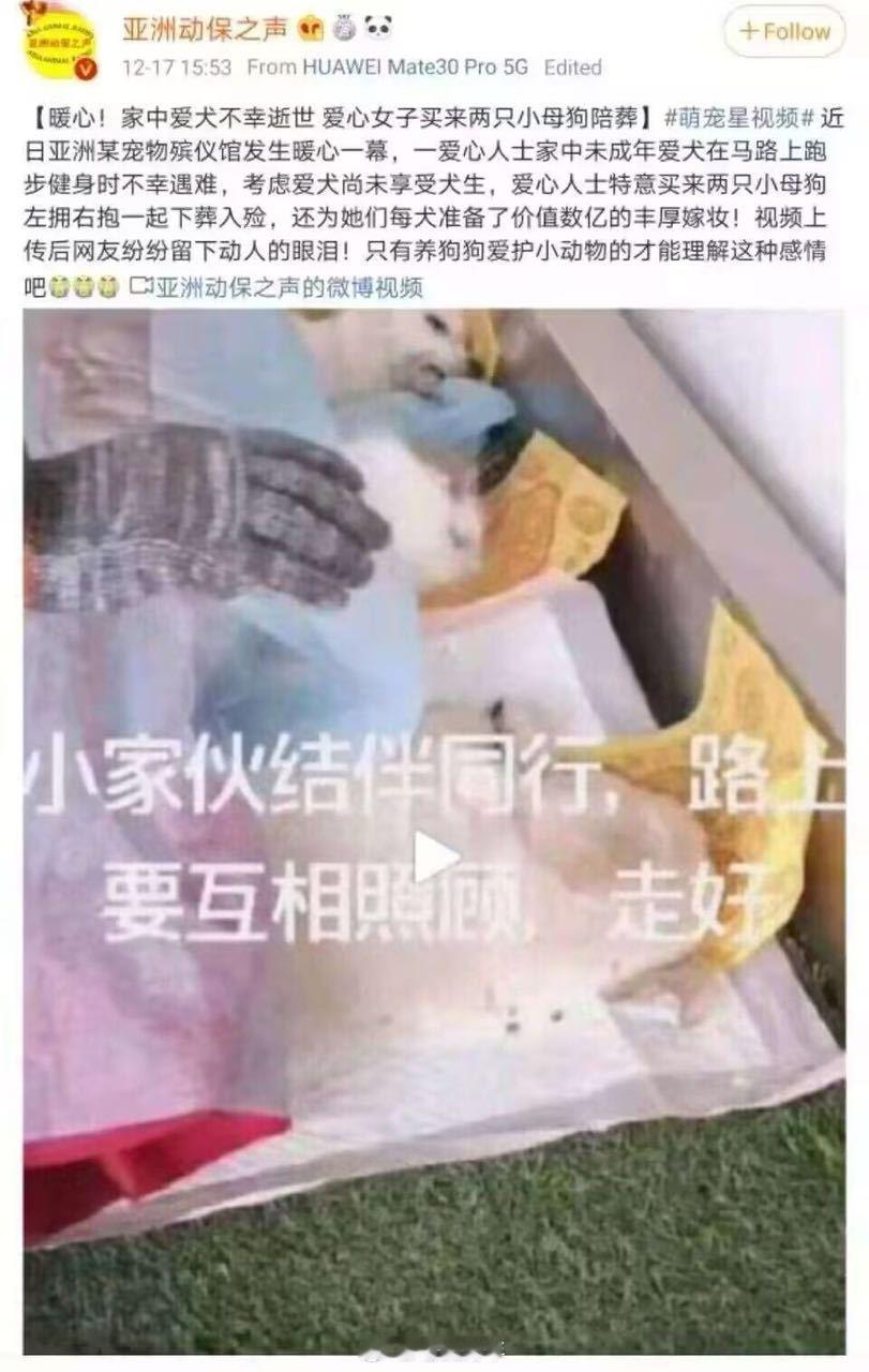 卧槽，狗死了还安排殉葬。。​​​