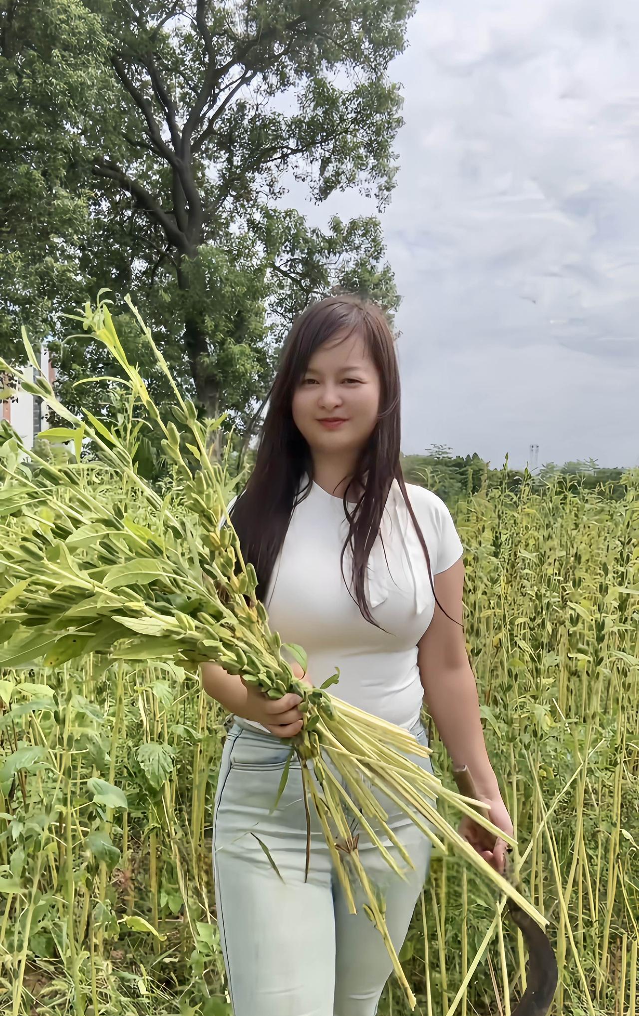 芝麻熟了田野间，那一片芝麻悄然熟了。她手持镰刀，脚步轻盈地穿梭在芝麻丛中。熟