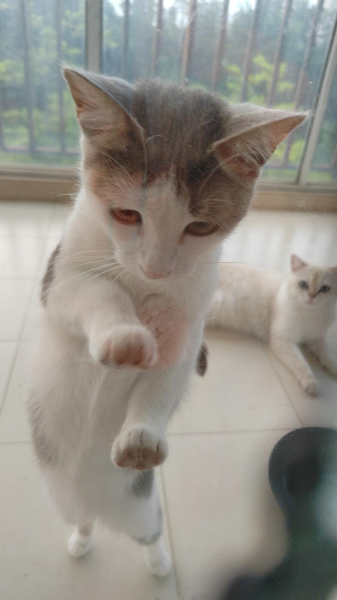 能晒一下你家猫咪慵懒的样子吗治愈之家的猫咪随拍家的猫