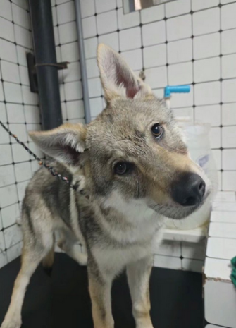 被小区的人举报说养了狼