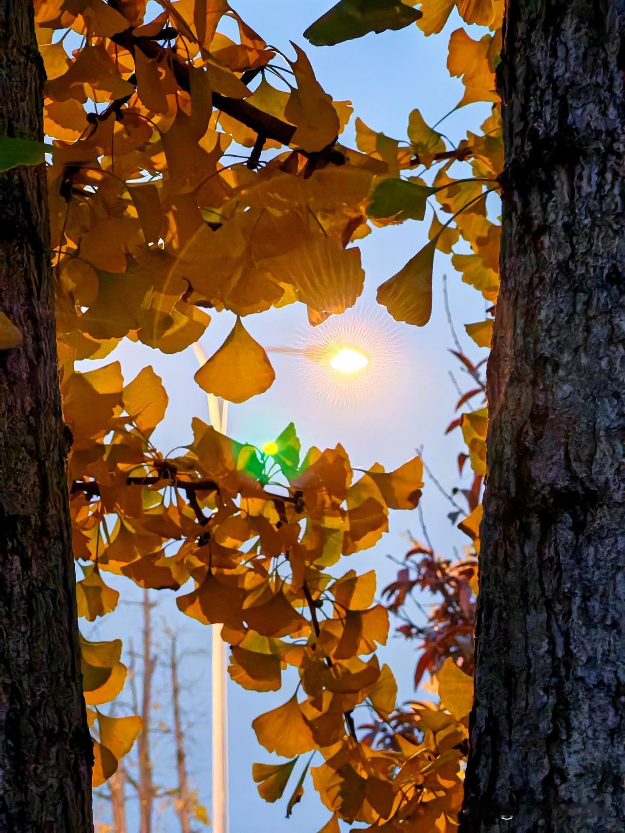 重庆的初冬随手一拍金黄色的树叶，简直美炸了！尤其是银杏叶，那一抹金黄，就是冬天的