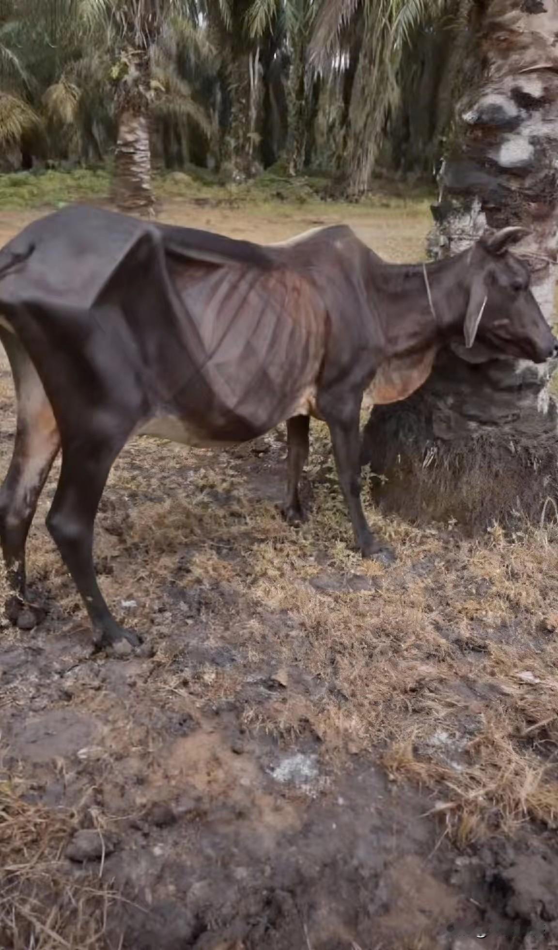 什么叫架子牛？大概这就叫架子牛吧，一头牛瘦成了这个样子，古人对牛照顾的也太不精心