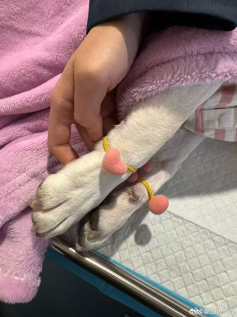 孙俪家的小狗奶牛去世了孙俪家的小狗奶牛去世了，等等写了篇日记，小花选了两个爱心