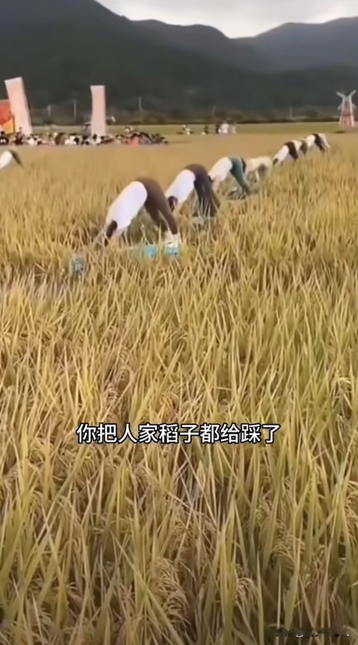 反复观看了几遍，官方澄清的没有错！稻田表演瑜伽的女孩确实是没有踩踏稻田，浪费粮食