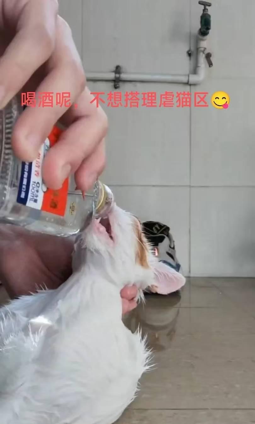 爱猫女自学医术,灌酒送猫回喵星！猫爬空调外机摔落需截肢，主人嫌2000多元治疗