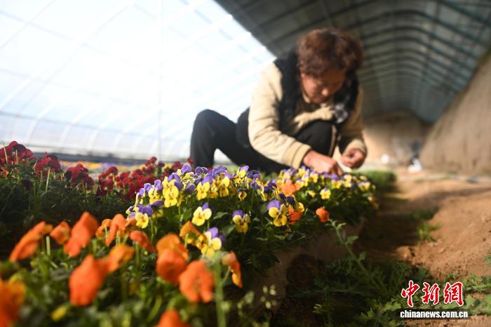 甘肃榆中黄土高原：食用花开变身高端食材