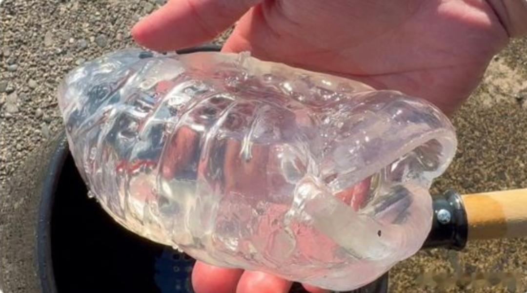 这东西居然是生物它的名字是樽海鞘，平时看起来是这样