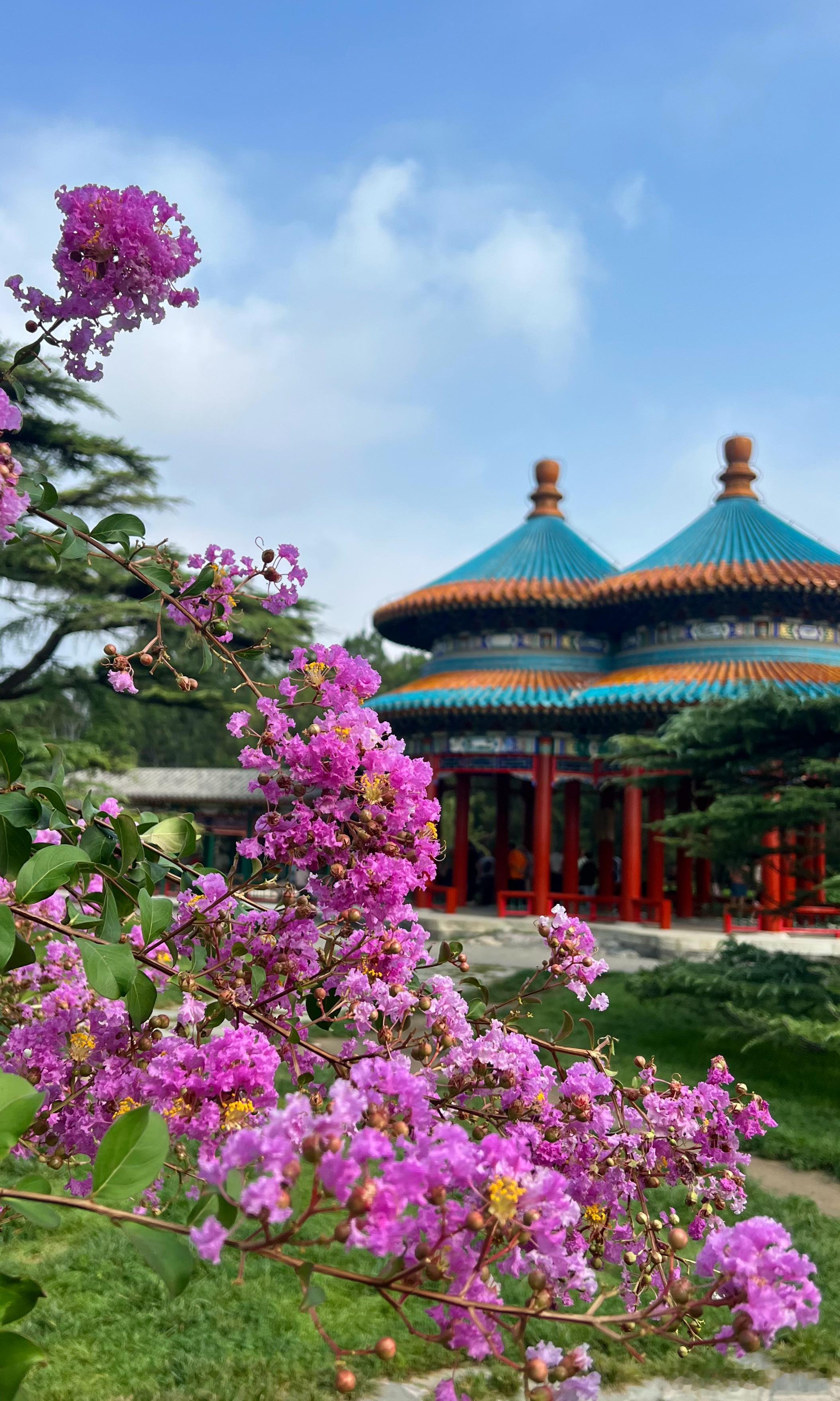 北京天坛公园紫薇花开摄影​​​