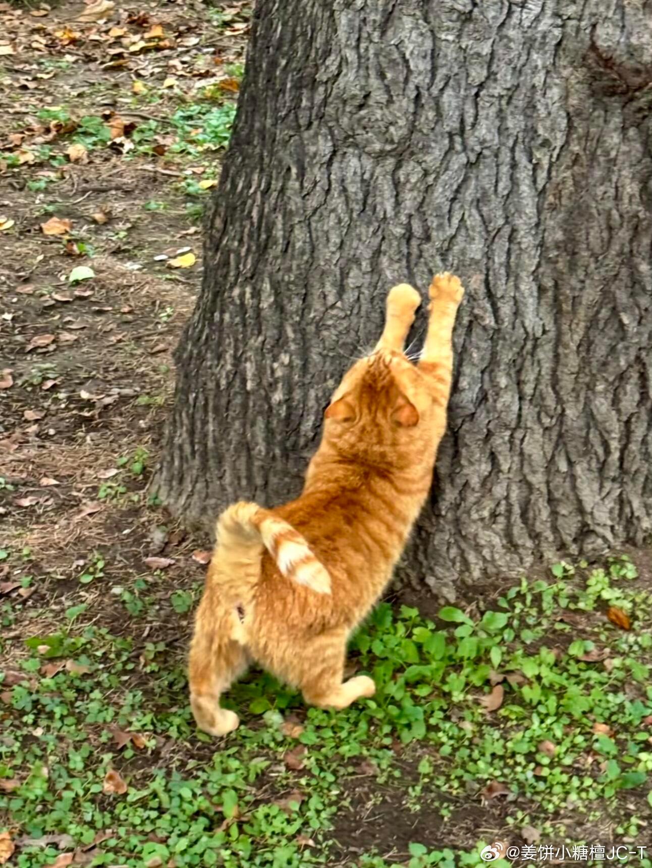猫咪也喜欢大树🌳都来看这个小猫伸懒腰