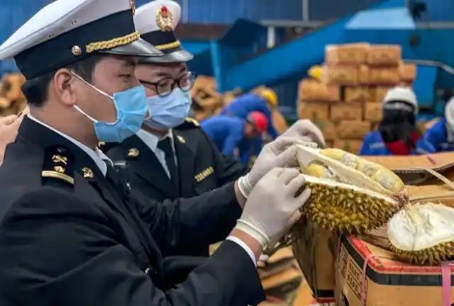 赚中国人钱还毒害中国人？可谁能料到，泰国榴莲这事越挖越吓人，这泰国榴莲里竟藏着要