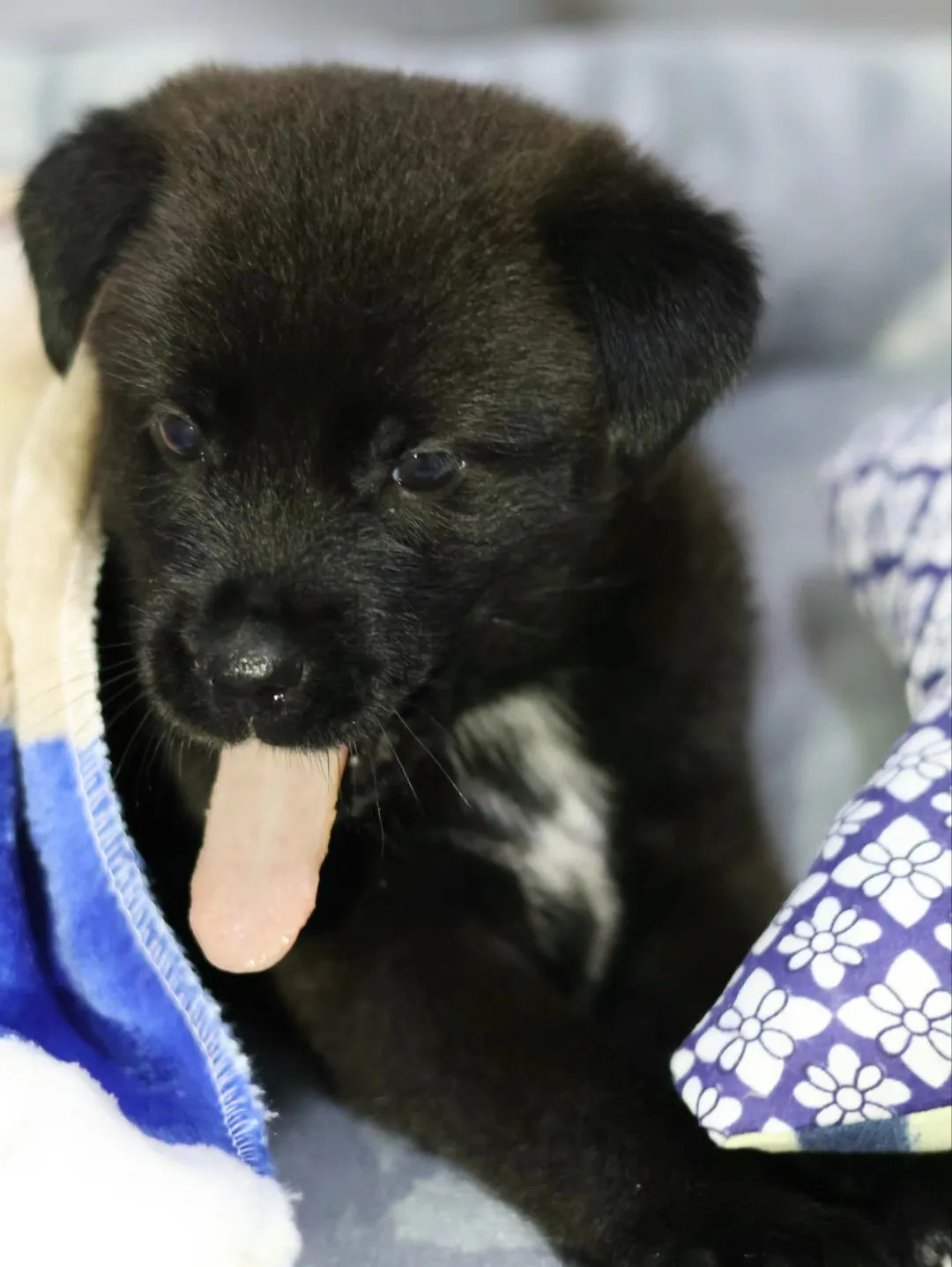 狗狗的世界，充满了无限可能。萌萌的小狗🐶