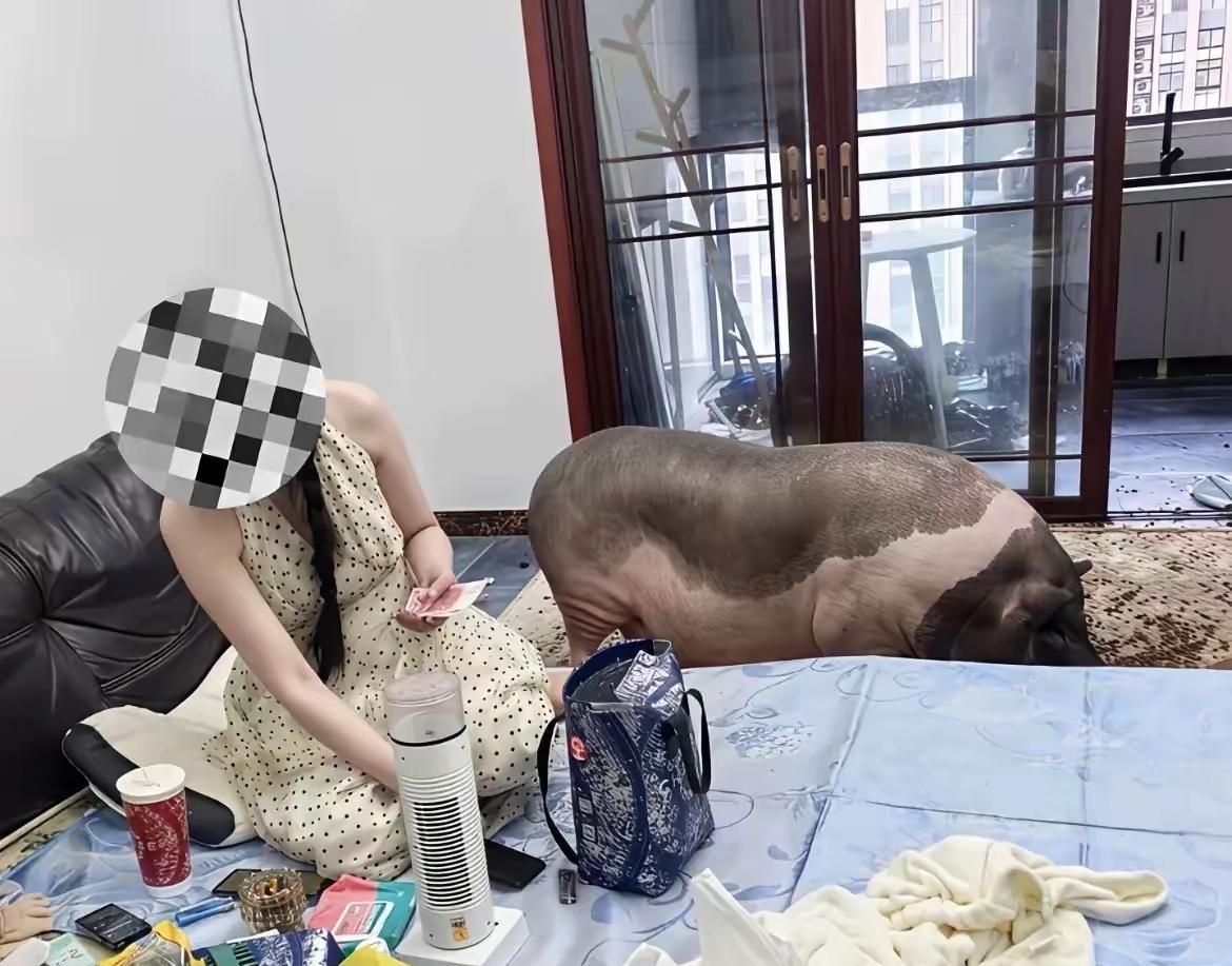 女子网购了一只小宠物猪，它给小猪买了很多食物，每天都精心的喂养着它，小猪很听话，